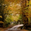 Autumnal Beauty of the New Forest