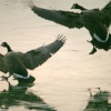 Canada Goose.