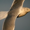 Herring Gull
