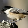 Coal Tit in the New Forest - Hampshire