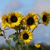 Sunflowers in the New Forest