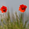 Poppies at Calshot Beach