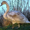 Juvenile mute swan....cygnus olor