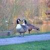 Canada geese on a chilly Suffolk morning