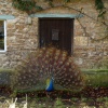 Obliging peacock, Elsfield, near Oxford