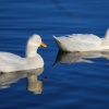 White ducks at Netherton Reservoir
