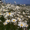 The Daisy field