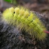 The larvae of the Pale Tussock moth
