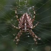 The Female Cross Spider