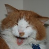 The laughing cat
