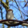 Tree sparrow....passer montanus