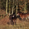 Horses at Saltwells
