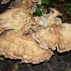 Fungi 2