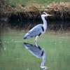 A reflective Grey Heron