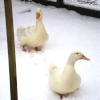 Geese in the snow, Feb 2009