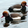Red Crested Pochards in symetry