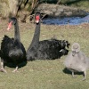 Black Swans with chick.