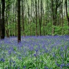 Bluebell Wood.