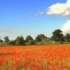 The Poppy field
