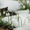 Snowdrops in the snow, the Parks, Oxford