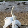 Swans near the River Stour