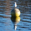Seagull on Netherton Reservoir