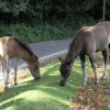 Ponies grazing at Lyndhurst