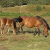 New Forest ponies grazing