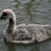 Black Swan Chick.