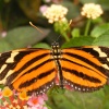 Tropical Butterfly