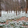 Snowdrop Woods, Welford Park,Berkshire