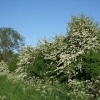 Hawthorn hedges along the green lane