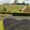 Lavenderfields at Snowshill.