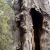 Old tree stump in Sherwood