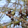 Siskin....carduelis spinus, feeding in the alder tree....alnus glutinosa