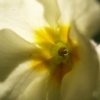Primrose close-up, Steeple Claydon, Bucks