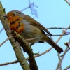 Hen-pecked robin....erithacus rubecula