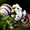Even snails like flowers