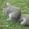 Squirrel in Mum's garden