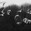 Birds in flight - Dinton Pastures