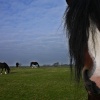 Young Shire Horses