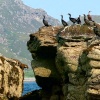 Shags on rock, North cliffs of Isle Martin
