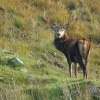 Fine Red Deer stag, taken from 'Wee Mad Road'