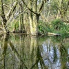 Cottingham pond