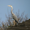 Heron on neighbours roof