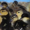Little chicks!
