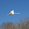 A fantastic sight, the swan in flight