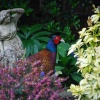 Pheasant in the garden