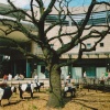 The old Oak tree in Midsummer Place