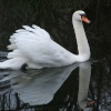 Another swan, Rickmansworth